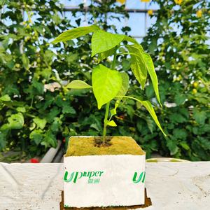 UPuper 3x3x2.5 pouces culture de la <span class=keywords><strong>tomate</strong></span> pierre laine hydroponique ferme agricole laine de roche cultiver des cubes - Product Image 5