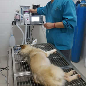 Équipements vétérinaires médicaux d'anesthésie de vétérinaire de machine d'anesthésie de gaz pour l'animal de compagnie de chien de chat - Product Image 2