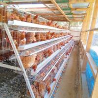 Cage à poules à grande capacité de type 3/4 niveaux en treillis métallique galvanisé à chaud pour la production d'œufs, idéale pour les projets agricoles en Afrique
