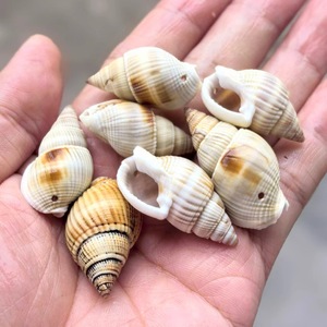 Petits <span class=keywords><strong>escargots</strong></span> verts ivoire 2-5cm trous de coquille de conque polie naturelle bricolage carillon éolien accessoires jardins d'enfants coquillage Souvenir - Product Image 4