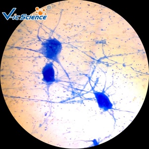 50 microscope animal préparé jeu de lames pièces de bouche d'abeille wm lame de microscope <span class=keywords><strong>conjugaison</strong></span> de paramécie lames préparées - Product Image 2