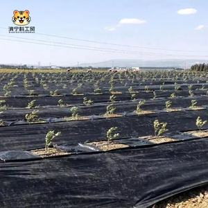 แผ่นคลุมดินป้องกันวัชพืชสำหรับการเกษตร ผลิตจากพลาสติก PP  แผ่นคลุมดินและวัสดุป้องกันวัชพืช  แผ่นคลุมดินแบบไม่ทอสำหรับการเกษตร - Product Image 3