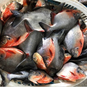 Vente en gros de poissons <span class=keywords><strong>Pacu</strong></span> rouges IQF de haute qualité pour le marché africain - Product Image 5