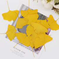 Kit Didattico con Foglie di Ginkgo Biloba Essiccate per Bambini, Attività di Artigianato Naturale, Inserimento in Resina e Raccolta di Esemplari