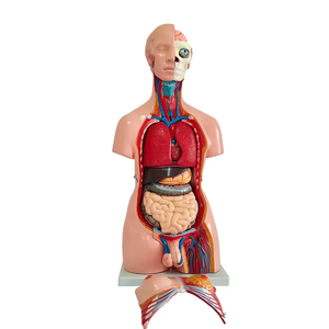 Torse <span class=keywords><strong>humain</strong></span> anatomique amphotère en PVC écologique de 85 cm, unisexe, 40 parties détachables, pour l'enseignement médical, certifié CE/ISO - Product Image 2