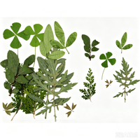 Ensemble de feuilles de lierre séchées pressées mélangées pour la décoration florale des salons de manucure, l'artisanat en résine, les cadres suspendus en verre et la fourniture de feuilles séchées pressées