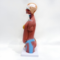 Modelo de Torso Humano de 45 cm y 23 Partes, Modelo Anatómico Masculino y Femenino para Enseñanza