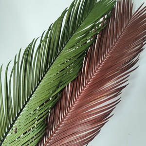 <span class=keywords><strong>Cycas</strong></span> <span class=keywords><strong>Revoluta</strong></span> สำหรับจัดงานแต่งงานดอกไม้ที่เก็บรักษาไว้ตามธรรมชาติ - Product Image 3