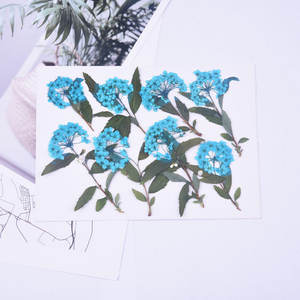 Petit narcisse avec Branches séchées fleur pressée pour bricolage coque de téléphone signet soie ventilateur lampe de Table cadre Photo Nail Art - Product Image 6