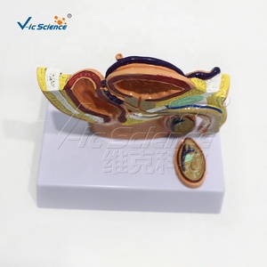 Modelo Anatómico Sagital Mini de Pelvis Masculina y Femenina, Modelo de Anatomía Masculina, Modelo de Enseñanza Médica Humana - Product Image 3
