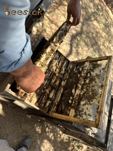 <span class=keywords><strong>Miel</strong></span> <span class=keywords><strong>de</strong></span> Flor Amarilla 100% Pura y Natural BEESTAR, Producto Orgánico Crudo <span class=keywords><strong>de</strong></span> <span class=keywords><strong>Miel</strong></span> <span class=keywords><strong>de</strong></span> Abeja <span class=keywords><strong>de</strong></span> China, Flores <span class=keywords><strong>de</strong></span> <span class=keywords><strong>Canola</strong></span> - Product Image 2