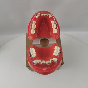 Modèle orthodontique Heidefee M3005, modèle de dents anatomiques en silicone médical rouge pour usage domestique - Product Image 2