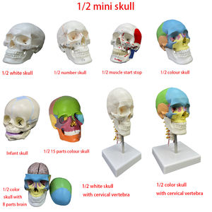 Modelo de Anatomía <span class=keywords><strong>del</strong></span> <span class=keywords><strong>Esqueleto</strong></span> Humano para Enseñanza, Modelo de <span class=keywords><strong>Tronco</strong></span>, Columna Vertebral, Nervios, Cerebro y Cráneo - Product Image 4