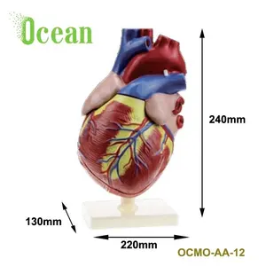 Corazón humano 5 veces ampliada modelo anatómico para la enseñanza