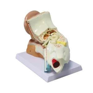 New Medical Science for Showing Human Ear and Education Human Ear Anatomy Model Style Anatomical Display Plastic Ear Mode