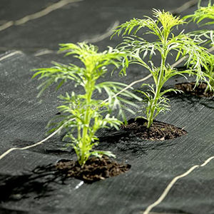 Toile de paillage professionnelle perméable pour un drainage efficace et une protection des racines – Couverture de sol - Product Image 1