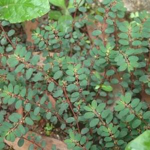 Pasokan Pabrik Ekstrak Tanaman <span class=keywords><strong>Euphorbia</strong></span> <span class=keywords><strong>Humifusa</strong></span> Bubuk Ekstrak - Product Image 3