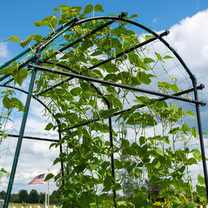 Arche de treillis en fer pour plantes, filet vert, montage facile, support de jardin extérieur pour plantes grimpantes - Product Image 4