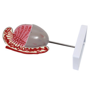 Mô hình dương vật bằng nhựa sciedu Mô hình giải phẫu 3.5 lần phóng đại Mô hình tinh hoàn cơ quan sinh dục nam - Product Image 4