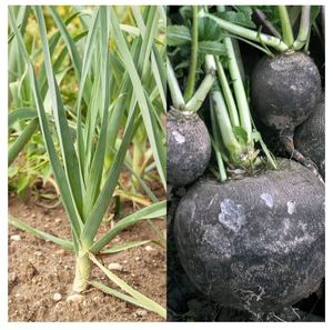 Pots de fleurs toutes saisons Lot de 8 légumes <span class=keywords><strong>d</strong></span>'<span class=keywords><strong>hiver</strong></span> pour <span class=keywords><strong>d</strong></span>élices culinaires pour l'<span class=keywords><strong>extérieur</strong></span> et la maison - Product Image 4