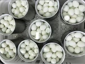 Vente en gros en Chine d'oeufs de caille bouillis Oeufs de caille pelés en conserve dans l'eau