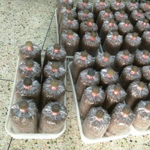 เครื่องบรรจุถุงขี้เลื่อยเห็ดชิตาเกะอัตโนมัติ พร้อมฝาปิดและเครื่องบรรจุตะกร้า - Product Image 5