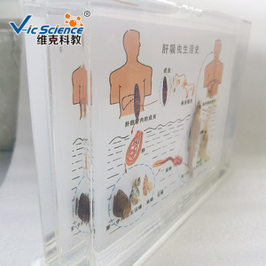 Recommandé pour l'enseignement : Spécimens préservés du cycle de vie des vers vives du foie ; Matériels pédagogiques pour l'enseignement supérieur ; Divers - Product Image 3