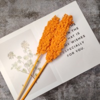 Neu Eingetroffene Natürlich Konservierte Sorghum-Blüten Hochwertige Ewige Sorghum-Blumen für Hochzeiten, Heim- und Eventdekoration