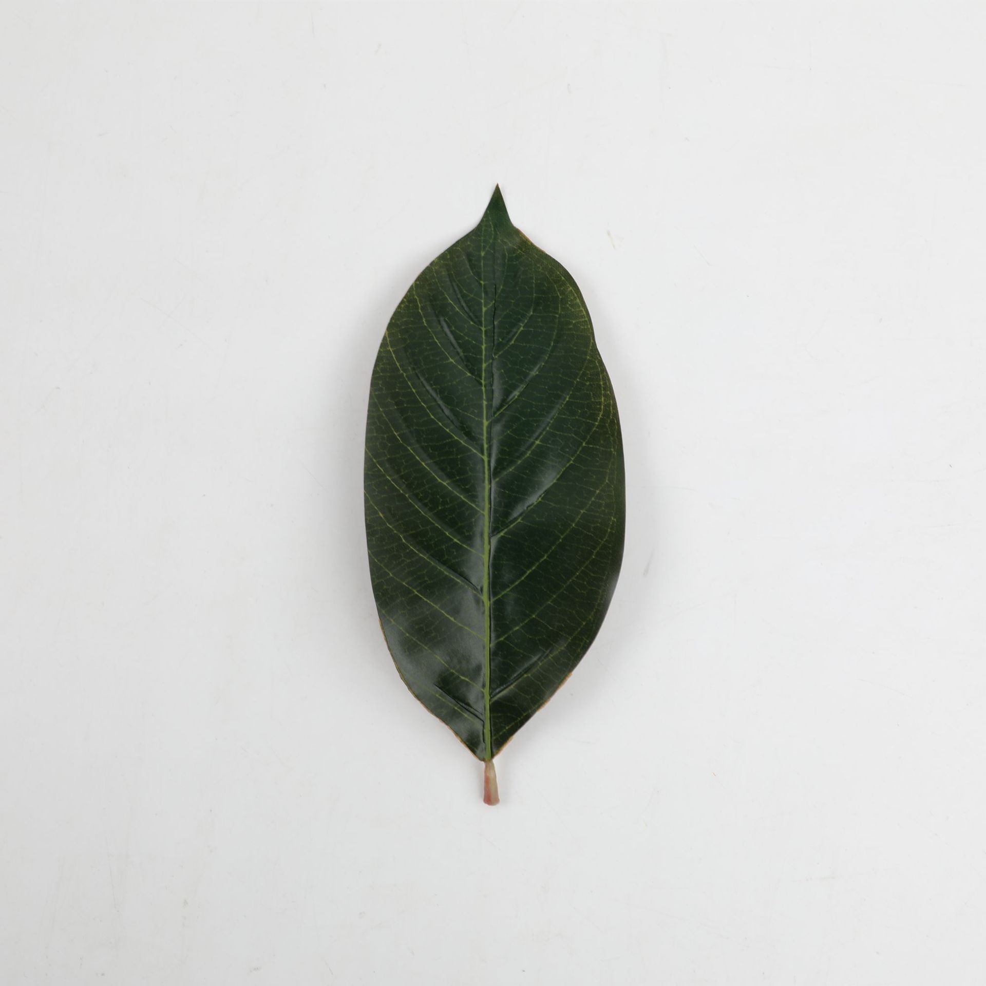 0125 Grandes feuilles de magnolia – Dessus vert avec fond rouge.