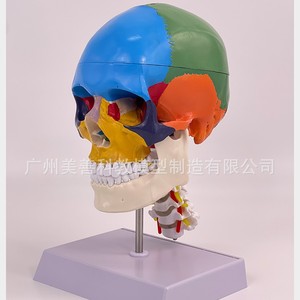Modèle de crâne humain coloré, modèle de séparation des couleurs du crâne, crâne simulé à l'échelle 1:1 avec vertèbres cervicales. - Product Image 2