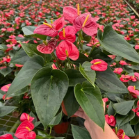 Plantes d'Anthurium Réelles de Haute Qualité Écologiques - Fleurs Naturelles à Feuilles Vertes - Décoration de Bureau à Domicile Utilisation Intérieure/Extérieure Mariage