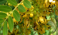 Poudre d'extrait de feuille de séné d'ingrédient de complément alimentaire de soutien de perte de poids laxatif naturel
