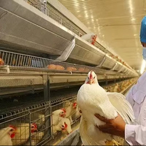 Nuevo sistema de jaulas de batería galvanizadas para 50.000 <span class=keywords><strong>aves</strong></span>, equipo automático de alimentación para gallinas ponedoras de granja - Product Image 1
