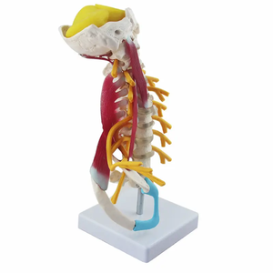 Modèle de colonne cervicale modèle de vertèbre cervicale modèle de <span class=keywords><strong>squelette</strong></span> humain pour l'enseignement des sciences médicales - Product Image 3