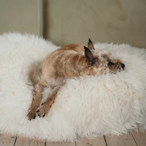 Cama de perro de algodón <span class=keywords><strong>PP</strong></span> de espuma viscoelástica suave y cómoda de felpa redonda - Product Image 6