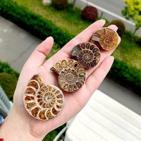 Nouvel Arrivage : Tranches d'Ammonites Naturelles Polies - Fossiles de Conques Brutes pour une Décoration Intérieure Élégante