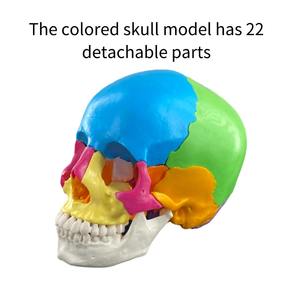 Modelo de cráneo de Color humano desmontado de 22 piezas de alta calidad para ciencia médica para escuela de Hospital y enseñanza de demostración - Product Image 2