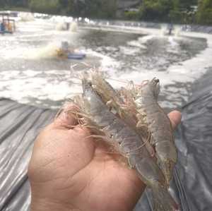 แผ่นพลาสติก HDPE สีดำพรีเมียม หนา 1.2 มม. สำหรับบุบ่อปลา <span class=keywords><strong>ปลา</strong></span><span class=keywords><strong>นิล</strong></span> สำหรับการเพาะเลี้ยงสัตว์น้ำ - Product Image 6