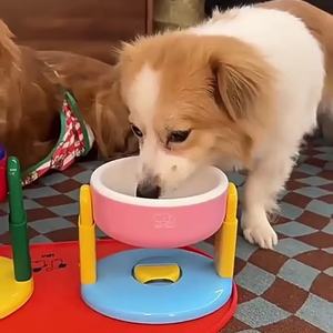 Bebedero Elevado para Perros, Portátil, Difícil de Derribar, Protege la Columna Cervical, de Gran Diámetro, Escalable - Product Image 1