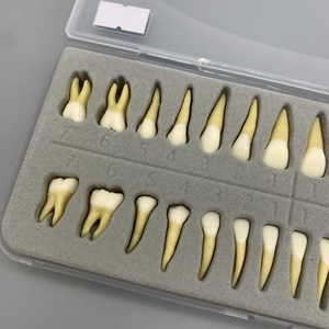 Modello dentale 28 doppio colore adulto bocca piena standard di educazione dentale denti realistici con radici - Product Image 5
