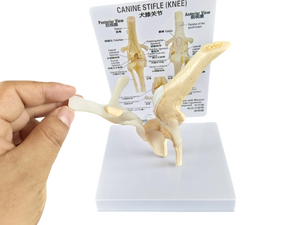 Modelo Anatómico de Mano Humana de Tamaño Real con Ligamentos, para Fines Educativos - Product Image 3