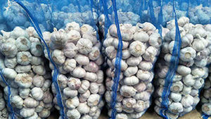 Approvisionnement <span class=keywords><strong>Afrique</strong></span> <span class=keywords><strong>du</strong></span> <span class=keywords><strong>Sud</strong></span> <span class=keywords><strong>Ail</strong></span> frais et Gingembre-nouvelle récolte, Offres Spéciales - Product Image 5