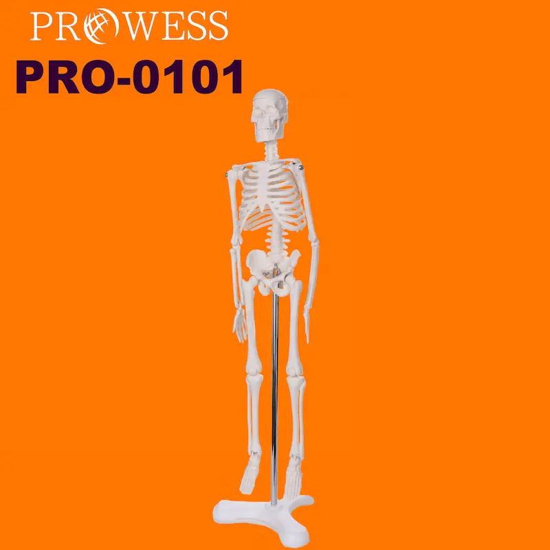 Pro-0101 Medische Wetenschap Anatomie 1.5ft, 2ft, 3ft, 5ft, 6ft, 12ft Skelet Halloween Model Te Koop