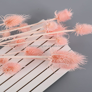 <span class=keywords><strong>Flores</strong></span> Secas de Cardo (Dipsacus Fullonum), Semillas de Cardo Silvestre, Ramo de <span class=keywords><strong>Flores</strong></span> <span class=keywords><strong>Preservadas</strong></span> de Larga Duración - Product Image 2