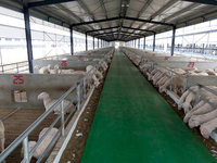 Grange pour ferme d'élevage de bovins Moutons Grange à chèvres Structure en acier préfabriquée Hangar d'élevage de vaches et de chevaux