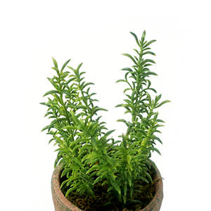 Planta Artificial Decorativa en Maceta <span class=keywords><strong>de</strong></span> Cemento, Tomillo, Follaje Decorativo para el Hogar u Oficina, Estilo Rústico Encantador - Product Image 4