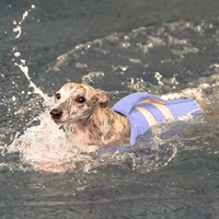 Gilet de sauvetage pour chien, sport, polyester, été, haute flottabilité, extérieur, pour chiens et chats de petite, moyenne et grande taille, Golden Retrievers, Corgis