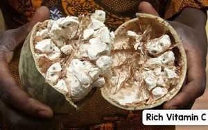 Extracto de Fruta de Baobab en Polvo (Cultivo Artificial) Rico en Antioxidantes para el Apoyo Inmunológico y la Salud Diaria - Product Image 6