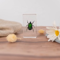 Presse-papiers en résine artisanale avec spécimens d'insectes, scorpions et autres animaux, présentoirs scientifiques faits à la main en résine transparente, taxidermie d'insectes