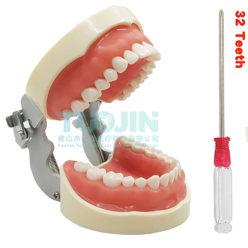 Denti dentali modello orale con 32 typonon rimosso denti avvitabili dimostrazione gomma morbida attrezzatura per la cura dei denti prodotto